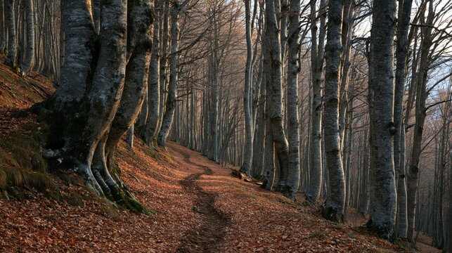 Autumn Beech Forest Path