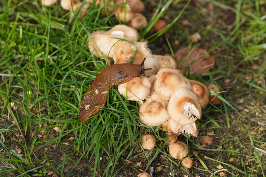 European red slug (Arion rufus) or Spanish slug (Arion vulgaris) on Marasmius oreades, the fairy ring mushroom, fairy ring champignon, Scotch bonnet in the grass of the lawn. Family Marasmiaceae. Sept