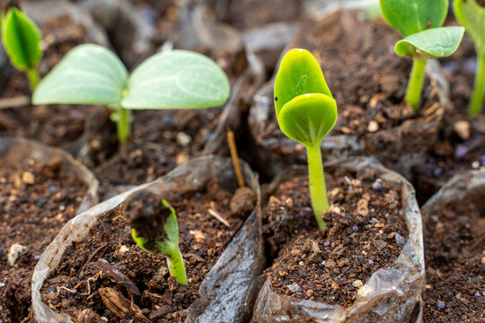 Macro of young green melon seedlings sprouting from soil in nursery plastic bags