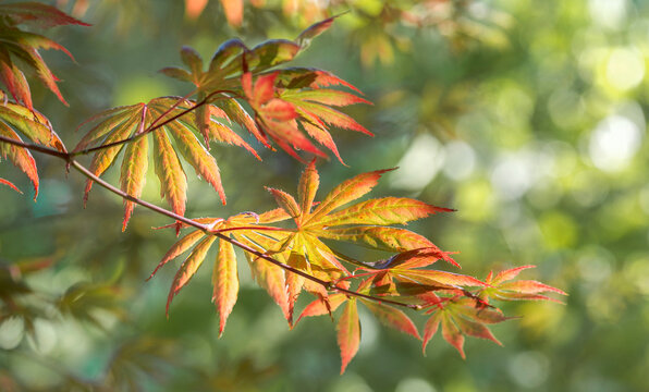 closeup on a branch with autumn colorful  red leaves of a japanese maple tree in blur green  leaves background