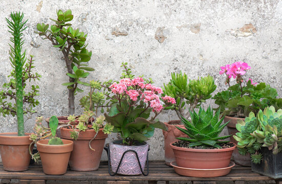 collection of succulent plants and cactus potted with a kalanchoe blooming on a table against a rustic wall