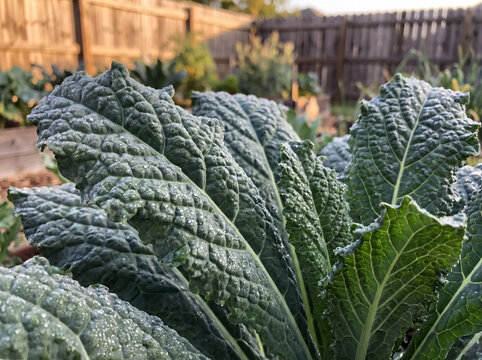 Fresh cavolo nero kale leaves growing in a garden with morning dew drops, showing vibrant green texture
