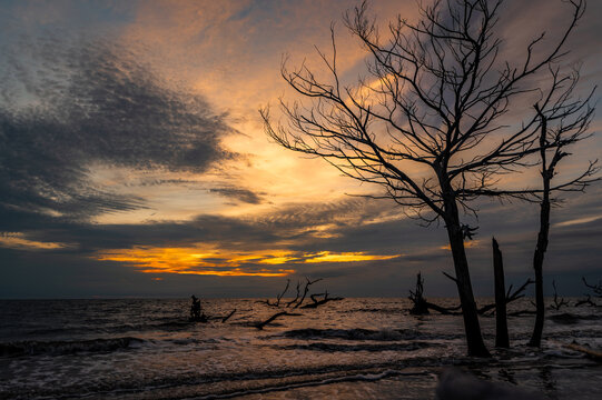 SSkeletal driftwood tree standing on Jekyll Island beach