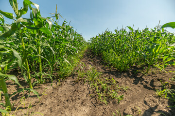 Naklejka premium Vibrant fields of sweet corn bask in the warm sunlight promising a bountiful harvest and the joy of summer days spent outdoors
