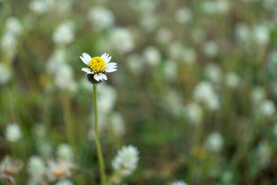 Close-up of solitary tridax daisy wild flower blooming against soft meadow bokeh