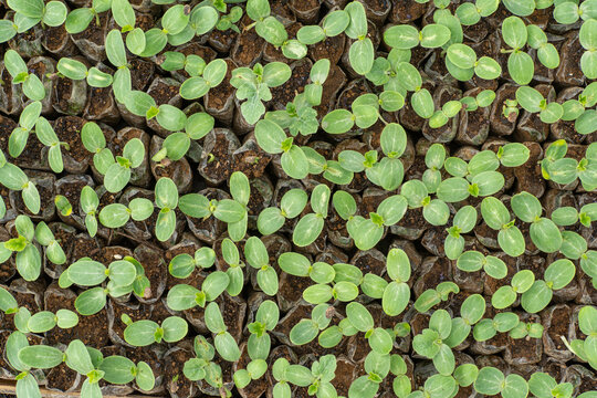 Full frame top view of green melon seedlings sprouting in nursery polybags