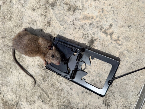Dead rat caught in snap mousetrap on concrete floor during pest control extermination