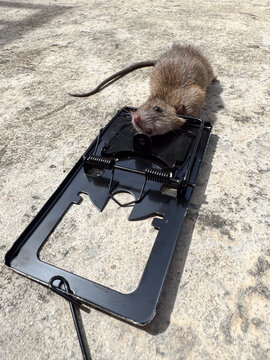 Dead rat caught in snap mousetrap on concrete floor during pest control extermination