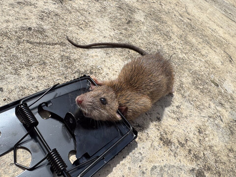 Dead rat caught in snap mousetrap on concrete floor during pest control extermination