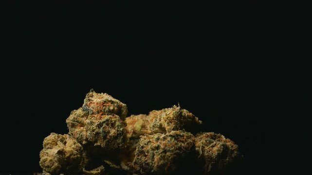 Marijuana cannabis sativa or indica, rotating against a black background with copy space.