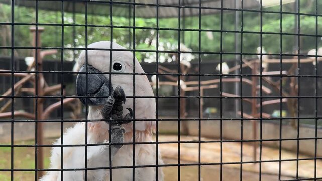 white cockatoo perched behind wire mesh enclosure, gripping the cage with its claw. close-up view of the parrot's head and feathers, showing captivity in an outdoor zoo or aviary setting