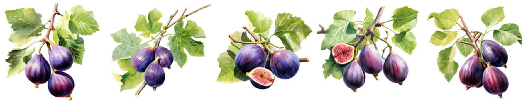 Ripe figs hang from tree branches against a black background in a watercolor style