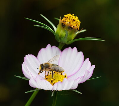 bee looking for food