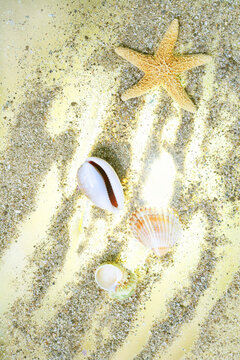 A starfish and seashells on golden sand illuminated by bright sunlight. Summer beach vibes, tropical vacation, marine nature, and bright background for summer designs.