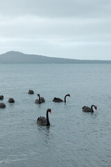 Black swans swimming in calm coastal water at Mission Bay in Auckland, New Zealand © Daria