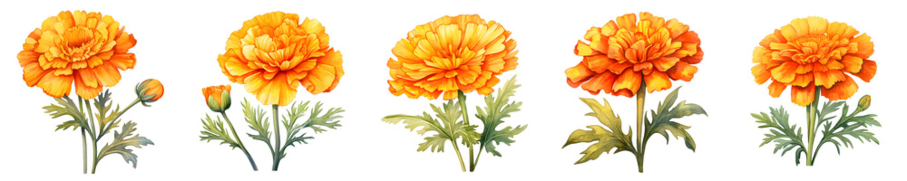 Watercolor illustration featuring a row of vibrant orange marigold flowers on a black background