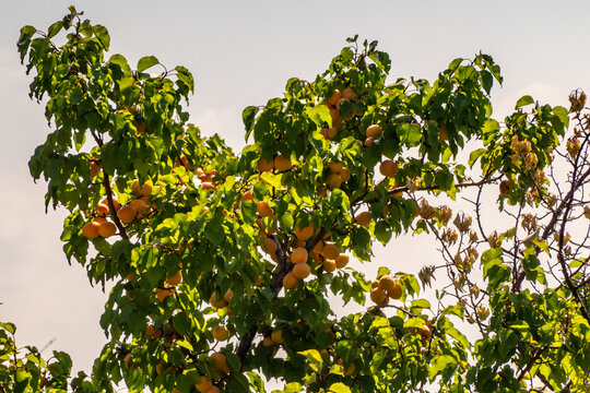 Apricot fruit trees laden with harvest in a rural orchard Kyrgyzstan