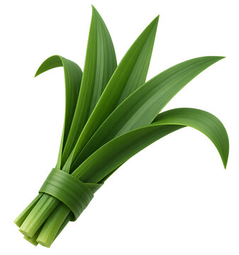 pandan leaves bundled together isolated on white background