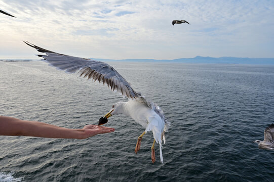 seagull catching a mussel from the hand of a person in galicia
