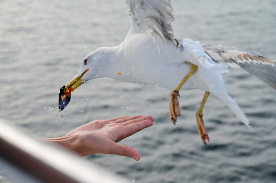 seagull catching a mussel from the hand of a person in galicia