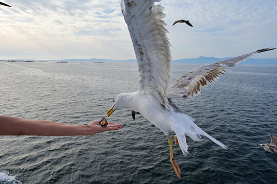 seagull catching a mussel from the hand of a person in galicia