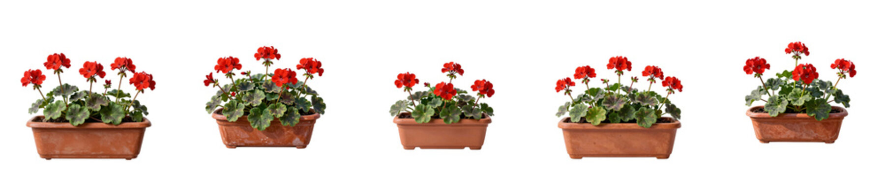 Five red geraniums in terracotta pots arranged in a row against a black background