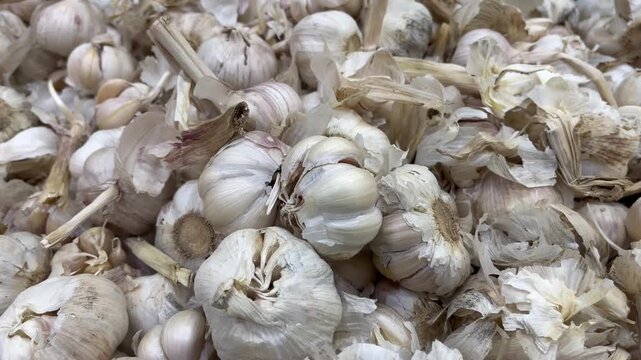 Close up view of raw organic garlic bulbs pile