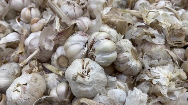 Macro shot of fresh organic garlic bulbs pile