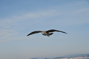Naklejka premium A seagull spreads it's wings against the wind along the coasline.