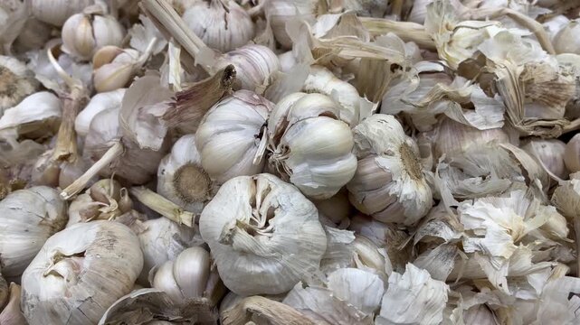 Close up shot of fresh organic garlic bulbs pile