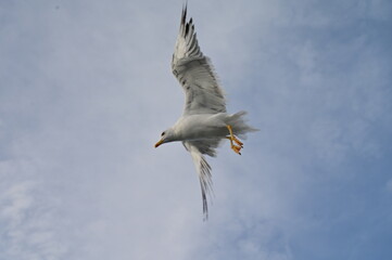 Obraz premium A seagull spreads it's wings against the wind along the coasline.