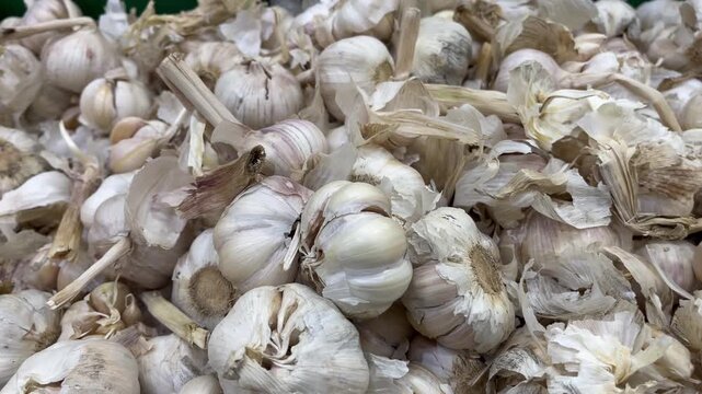 Close up shot of organic garlic bulbs with flaky dry skin
