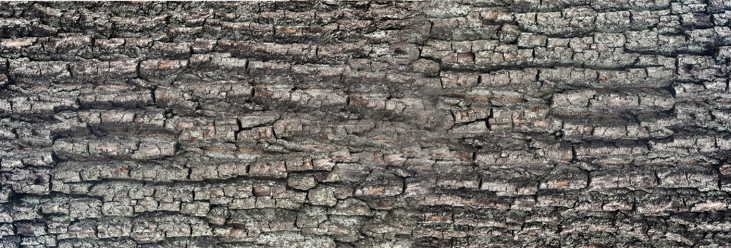 Old bark tree texture. Natural wood surface pattern, old tree skin