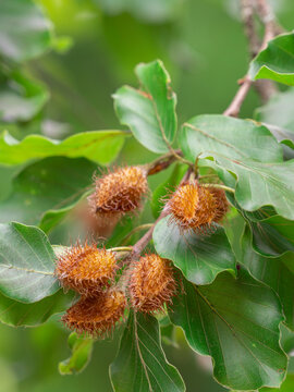 Die Nahaufnahme zeigt die geschlossenen Fruchtst&auml;nde an einem kleinen Zweig der Rotbuche (Fagus sylvatica). In den Fruchtst&auml;nden befinden sich Bucheckern.