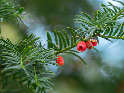 Eine Nahaufnahme zeigt die reifen, roten Fr&uuml;chte der Gemeinen Eibe (Taxus baccata) an einem kleinen Zweig.
