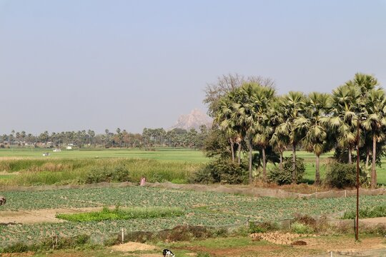 インド　ブッダガヤ　スジャータ村の風景