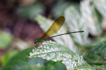 Green damselfly with amber translucent wings perched on a broad leaf in a forest. © wannasak