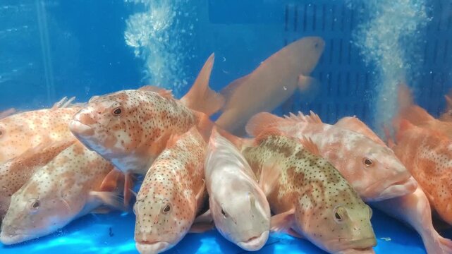 Live grouper fish in tank at seafood market