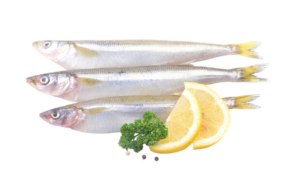 Fresh smelts fish ( Osmerus eperlanus) isolated on white background