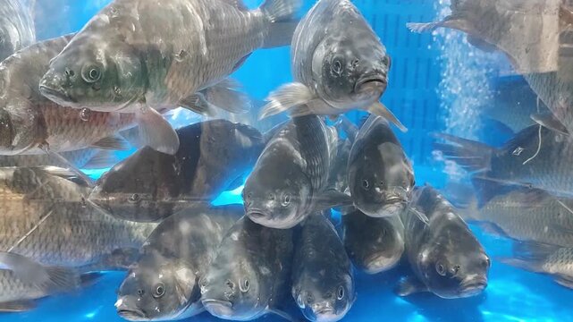 Live crucian carp in water tank at seafood market