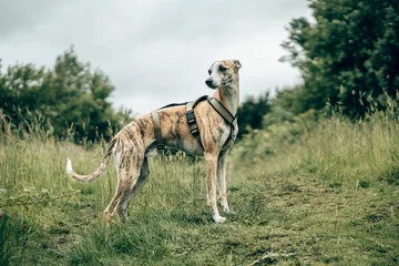 Alert Brindle Whippet Dog Standing on Dirt Path in Countryside Outdoors © miketea88