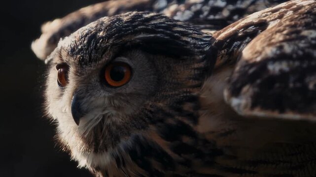 Majestic eagle owl close up, cinematic bird of prey portrait, wise nocturnal predator with orange eyes and brown feathers