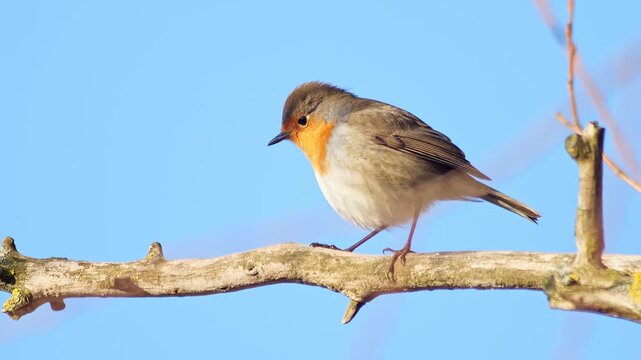 European Robin Basking in Warm Sun at Forest Edge, Germany &ndash; Spring Wildlife Survival, Golden Hour, 4K Footage