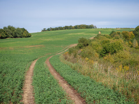 Green alfalfa field crossed by a dirt track with a hunting stand near the woodland edge, showing agricultural countryside and early autumn rural landscape.