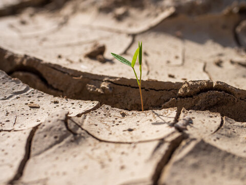 Young green plant emerging from deeply cracked earth during extreme drought, symbolizing new life, survival, resilience and growth despite severe water scarcity.