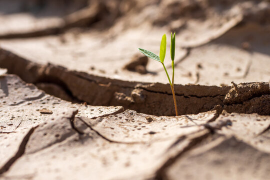 Young green plant emerging from deeply cracked earth during extreme drought, symbolizing new life, survival, resilience and growth despite severe water scarcity.