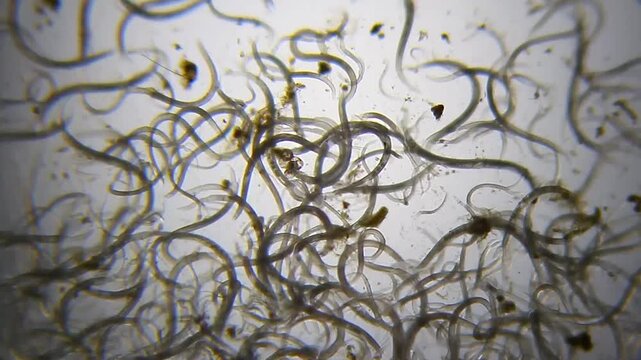 Large cluster of nematode roundworms swarming in water drop under 40x brightfield microscopy
