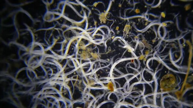 Panoramic view of a dense colony of nematode roundworms swarming under 40x darkfield microscopy