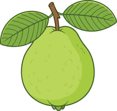 Single whole green guava fruit with fresh green leaves and stem isolated on white background for organic food product illustration vector