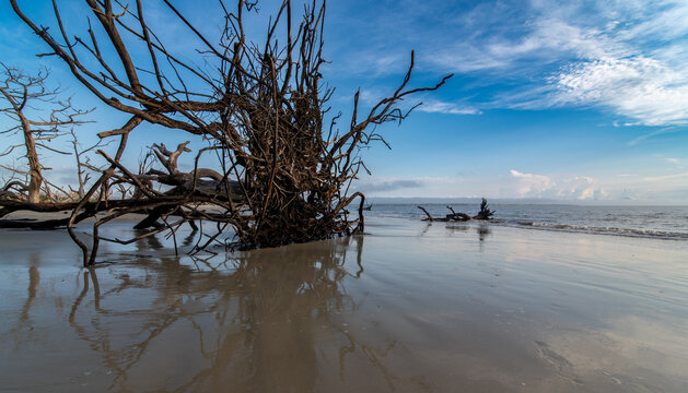 SSkeletal driftwood tree standing on Jekyll Island beach
